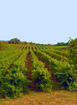 Weinberge von Nico Lazaridis bei Agora / Drama